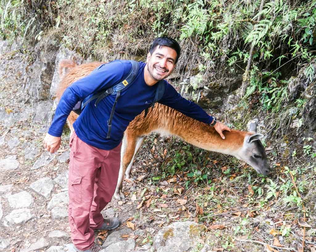 tour guide llama inca trail