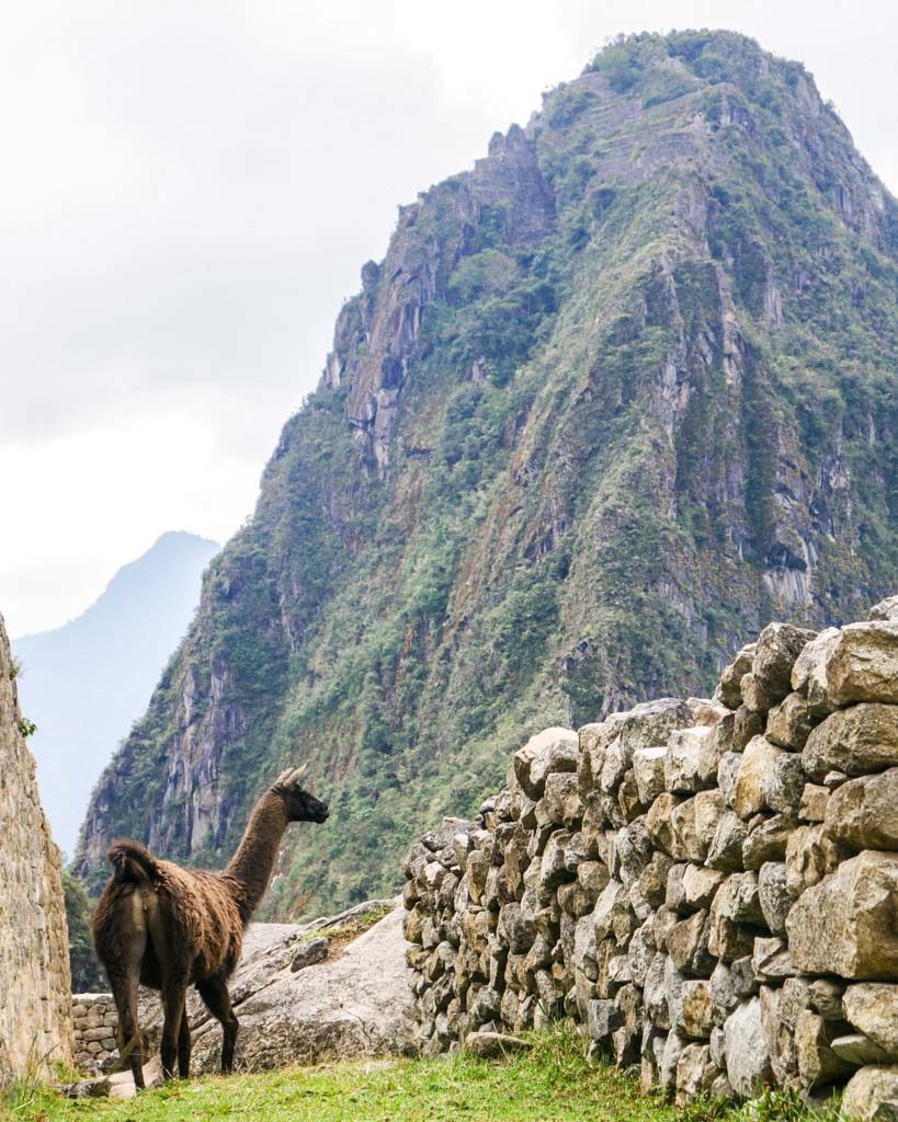 llama machu picchu