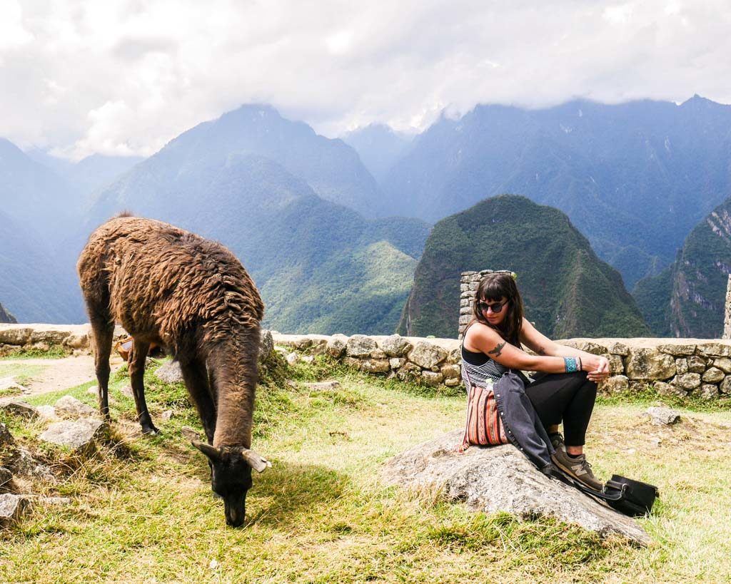 machu picchu llama