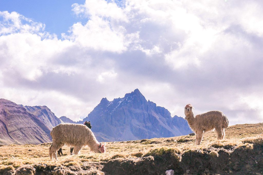 alpaca in ausangate mountains