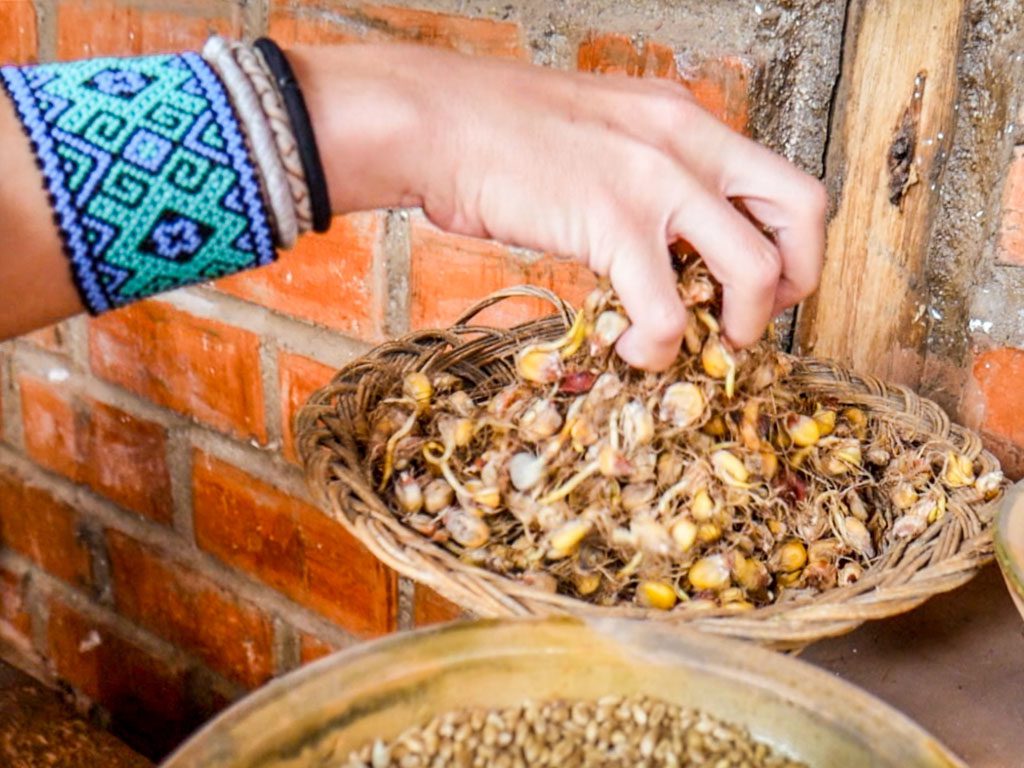 chicha ingredient corn