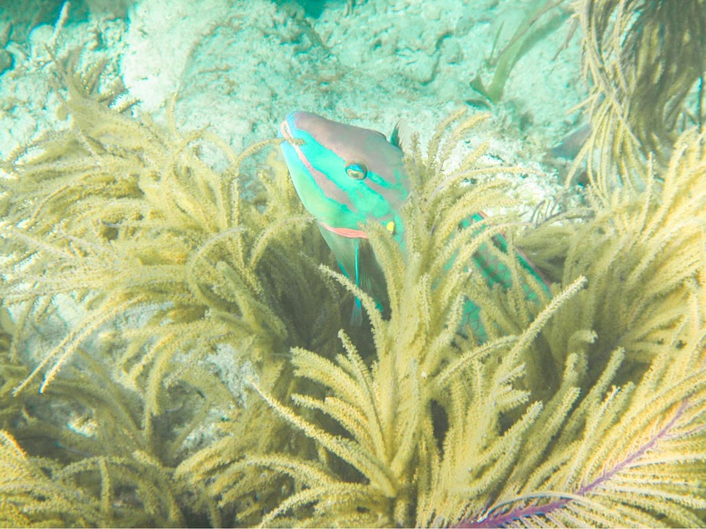 fish in the cayos cochinos marine reserve