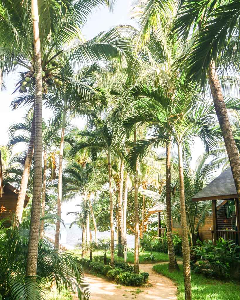 hotel roatan palm trees gardens