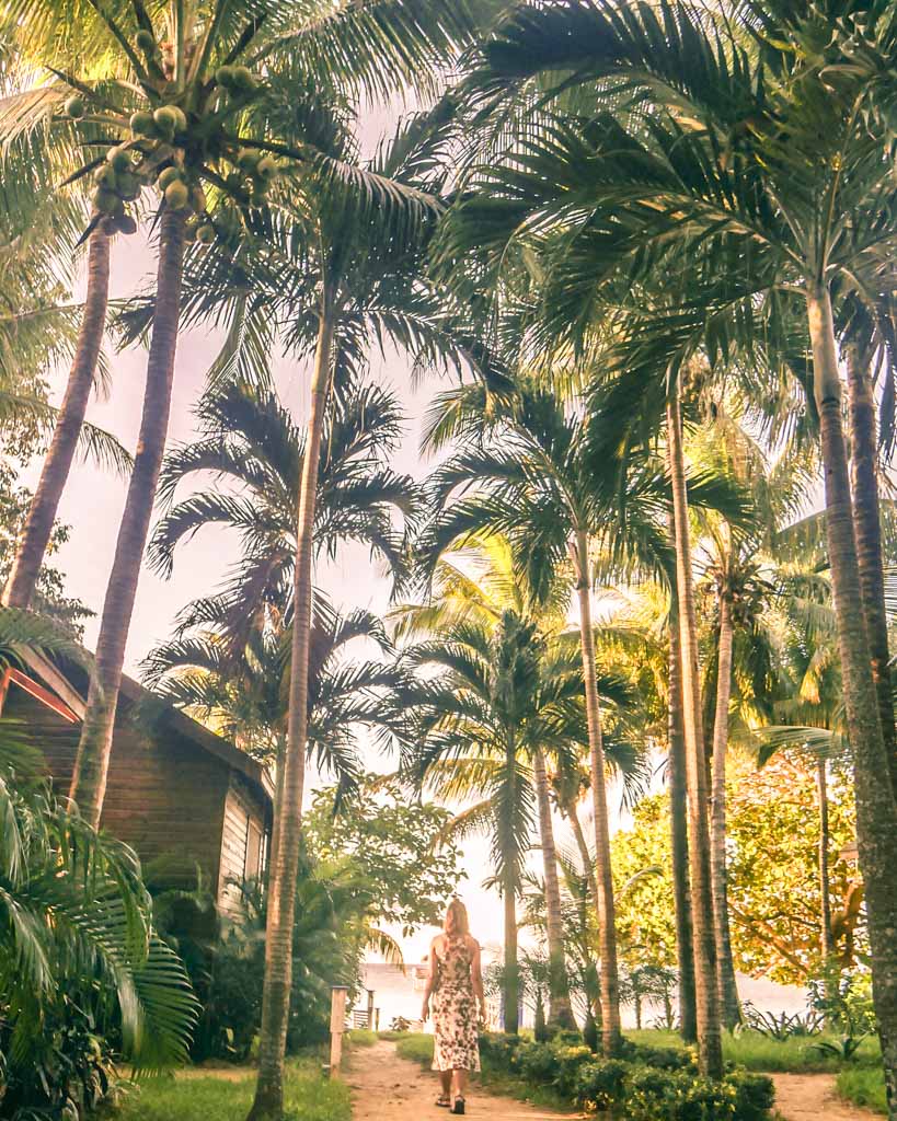 palm trees roatan honduras