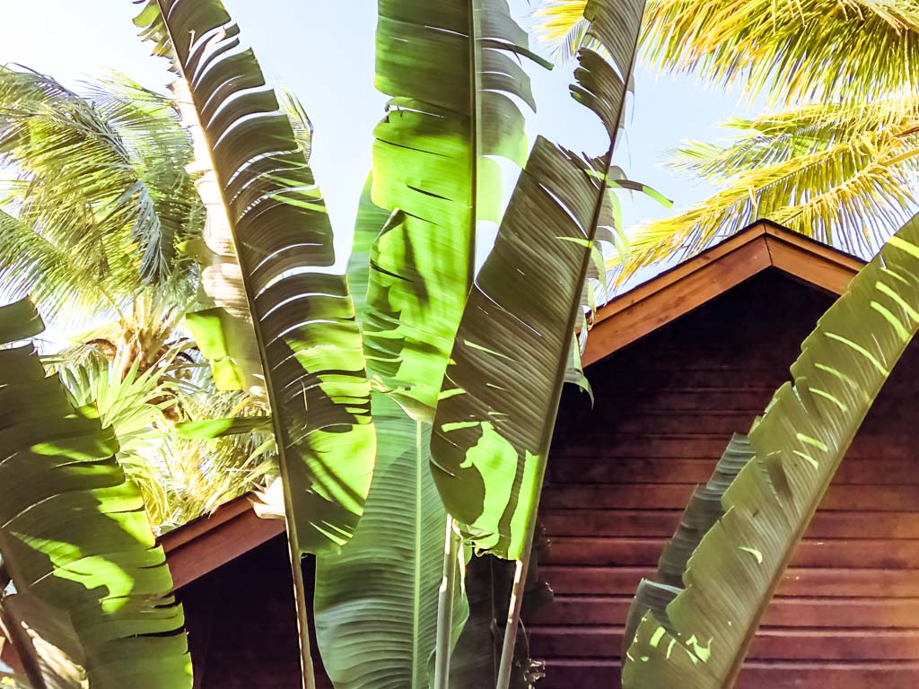 roatan hotel bungalow