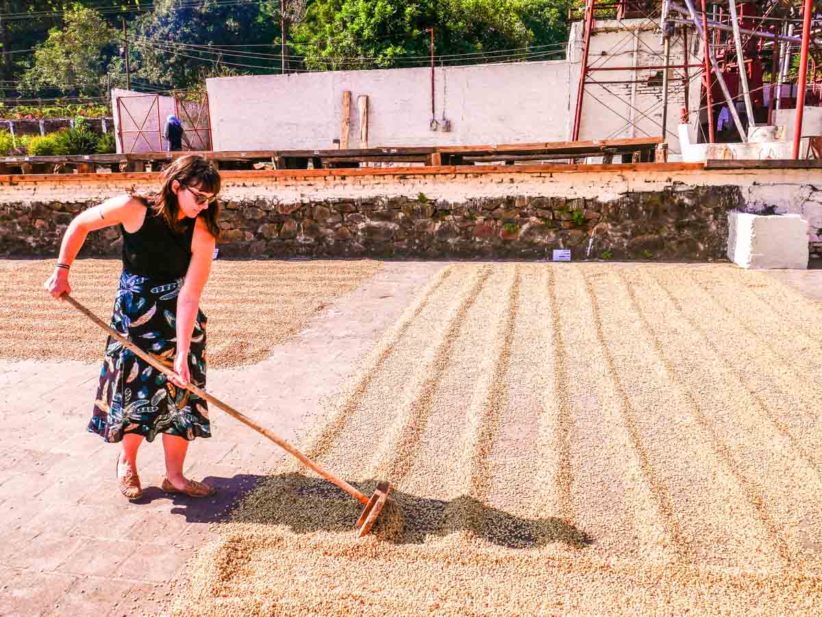 coffee tour el salvador el carmen estate ataco