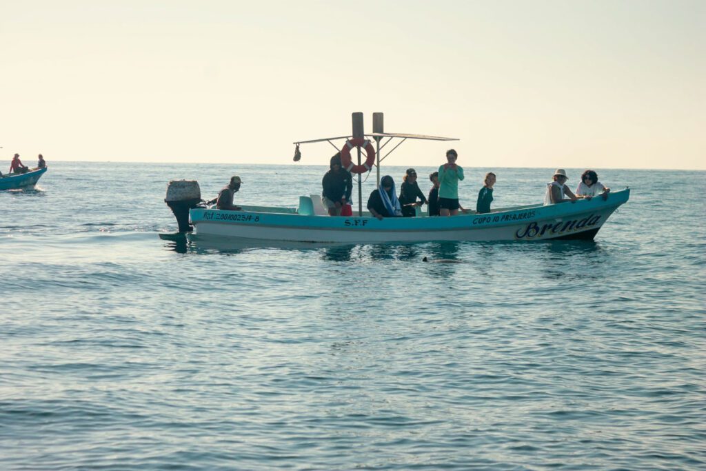 day trip to see dolphins puerto escondidoLR