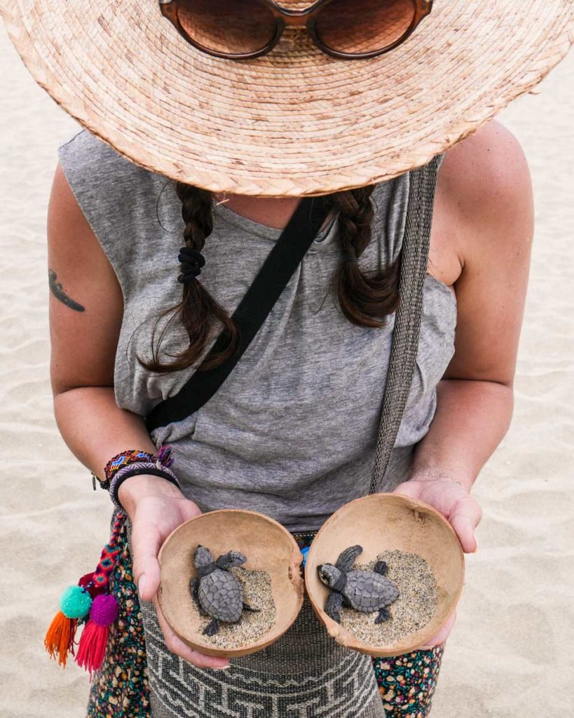 things to do in puerto escondido turtle release playa bacocho