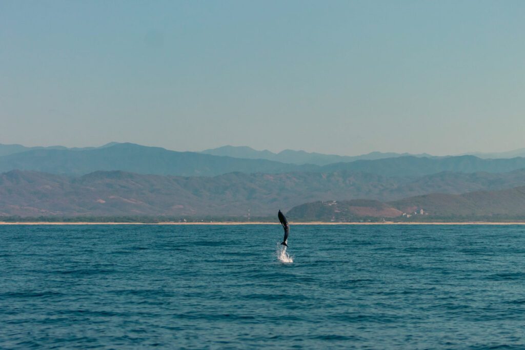 tour to see dolphins puerto escondidoLR