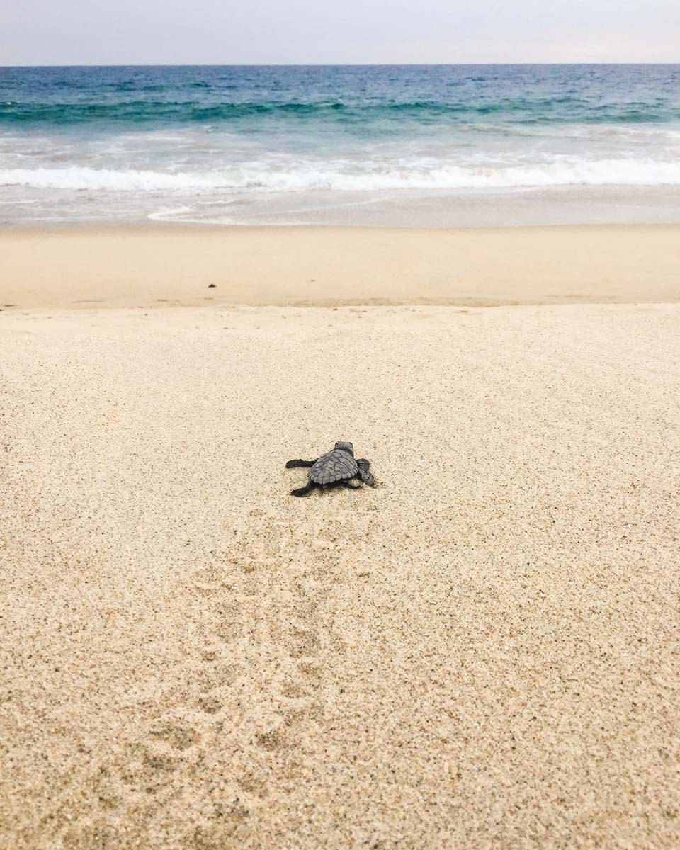 turtle release puerto escondido playa bacocho
