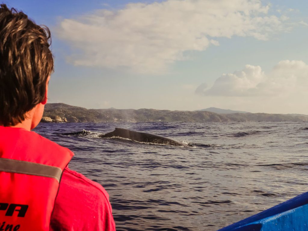 boat tour whale watching san agustinillo mazunte oaxaca