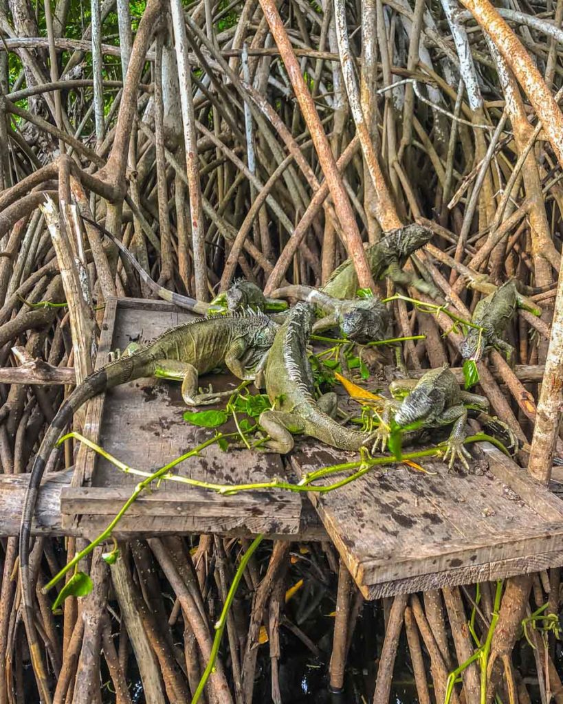 la ventanilla iguanas wildlife tour