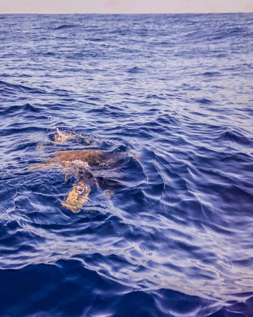 san agustinillo mazunte oaxaca boat turtle tour