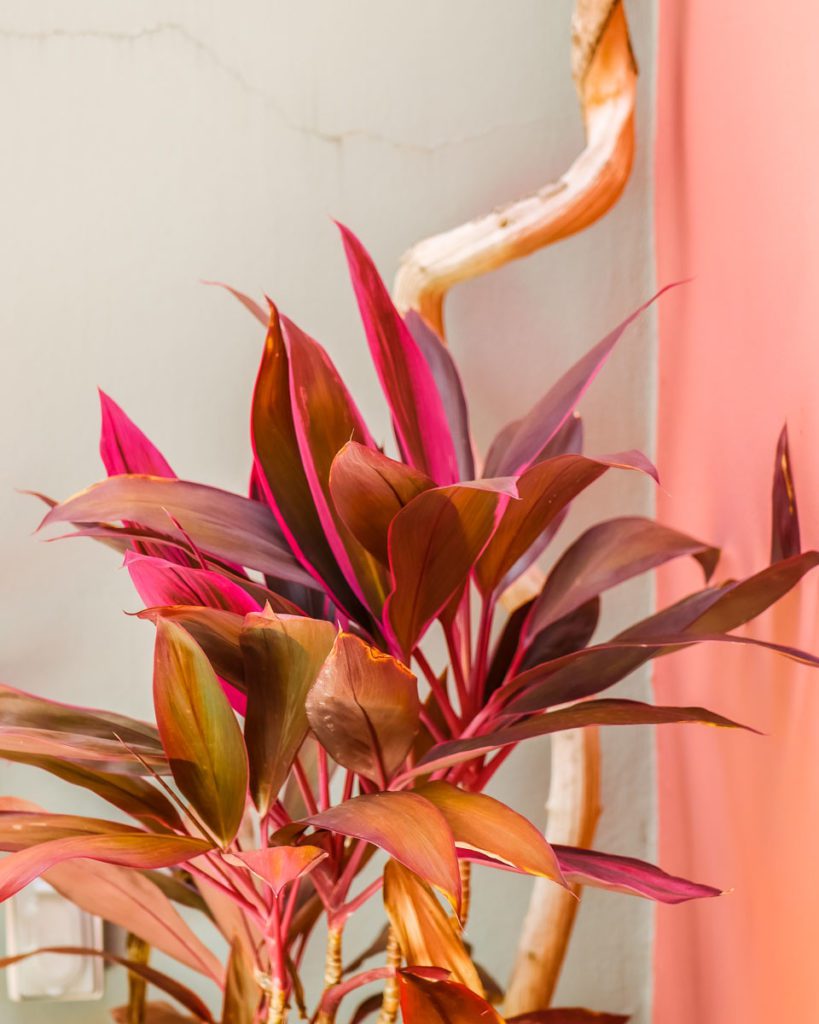 plant details in casa de arte oaxaca