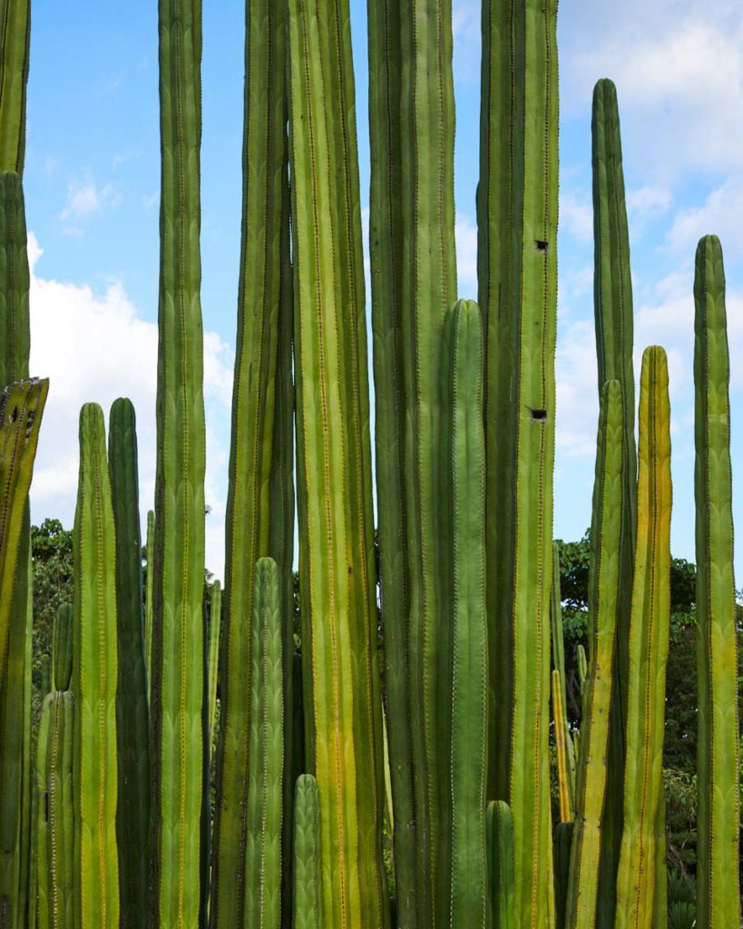 cactus wall oaxaca by kyle dorosz thread caravan oaxaca toursLR