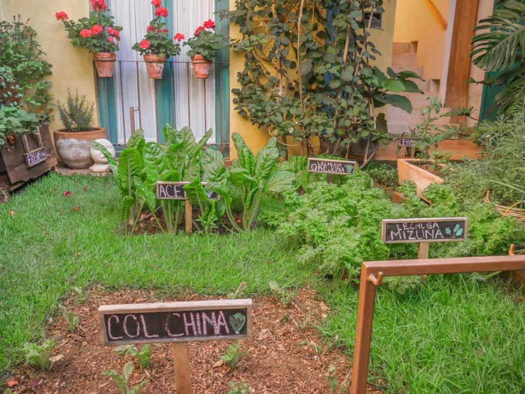 garden at casa lum for local greens in the restaurant