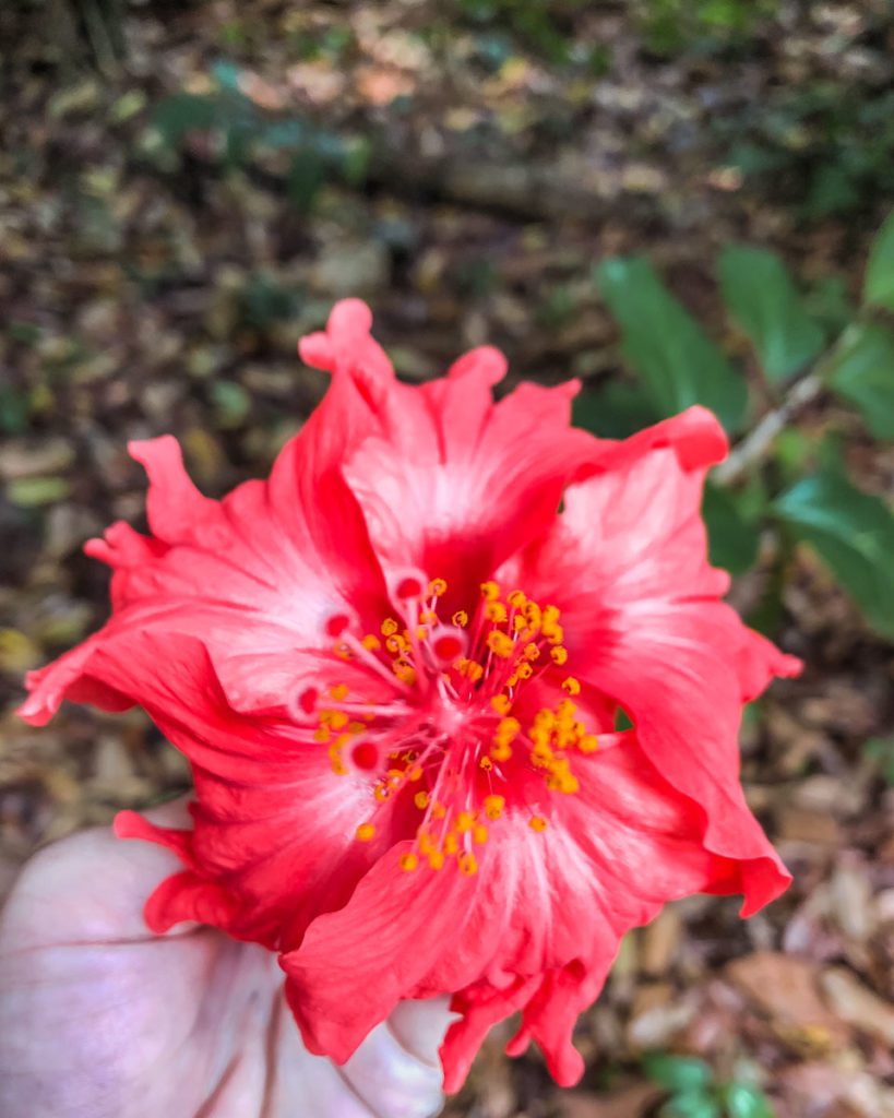 hiking near palenque ruins