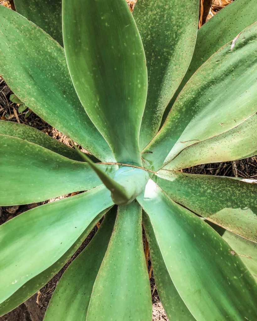 plants at villa sumaya guatemala