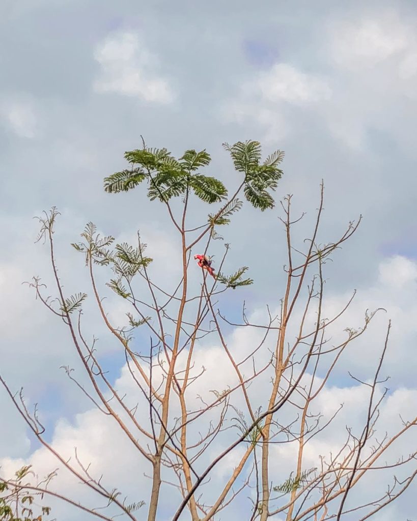 wildlife near palenque hotels