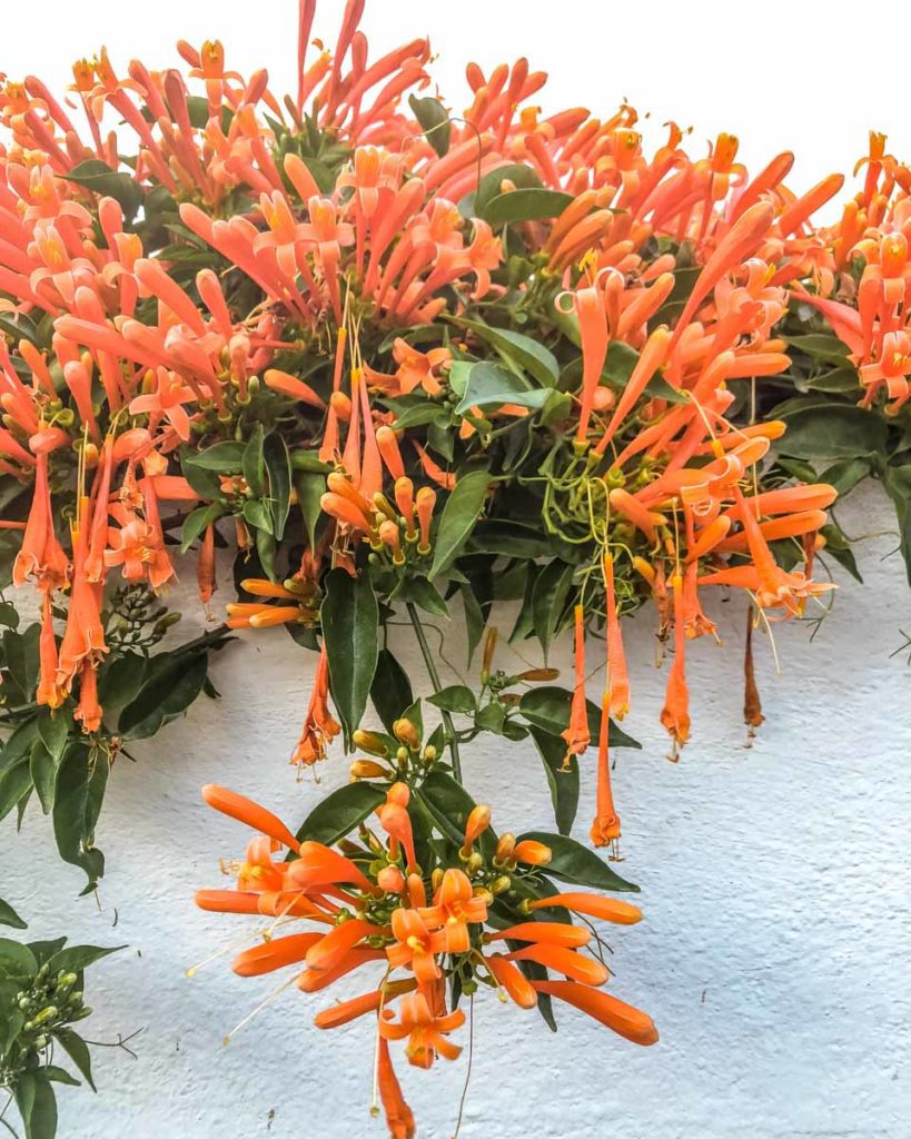 flowers in antigua guatemala