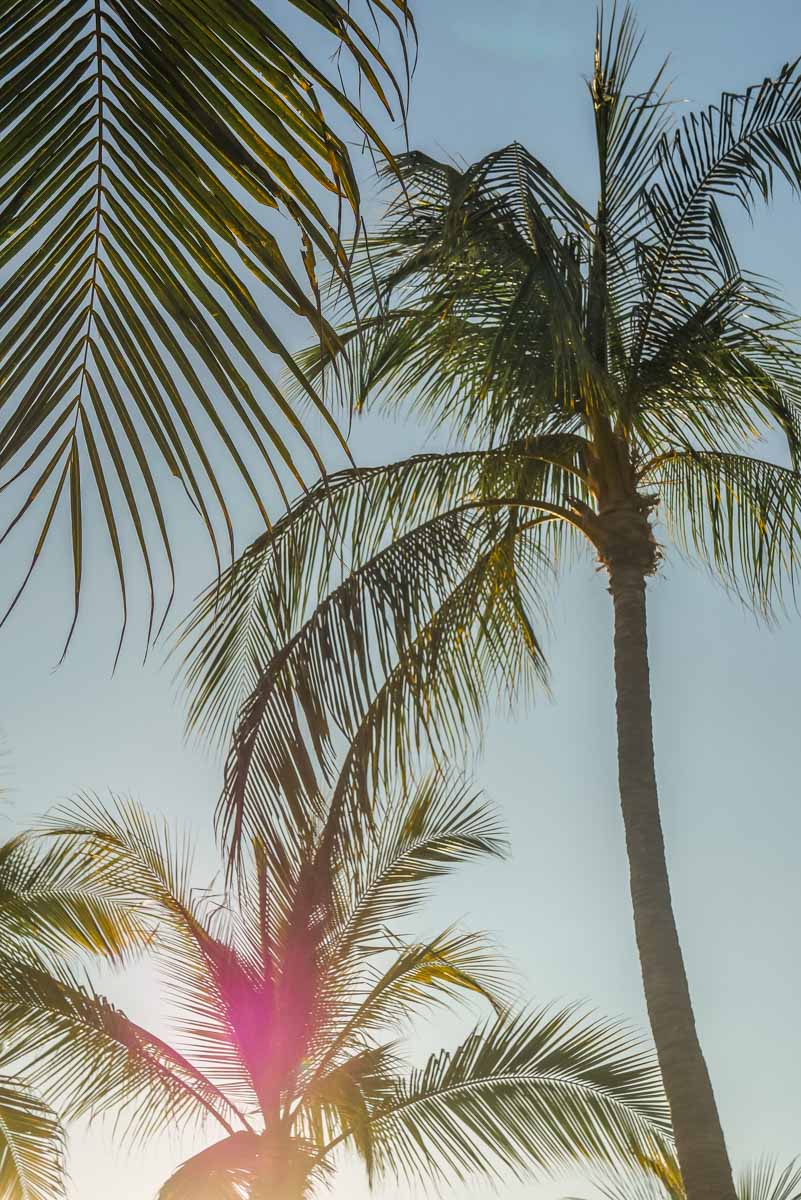 palm trees playa bacocho