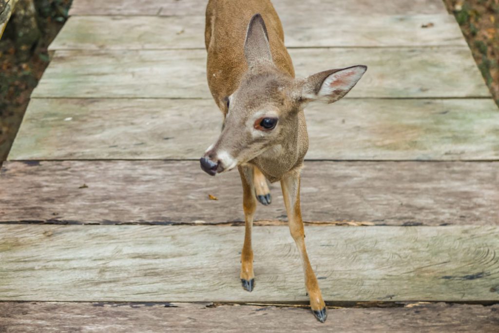 baby deer to welcome us at hotel las guacamayas