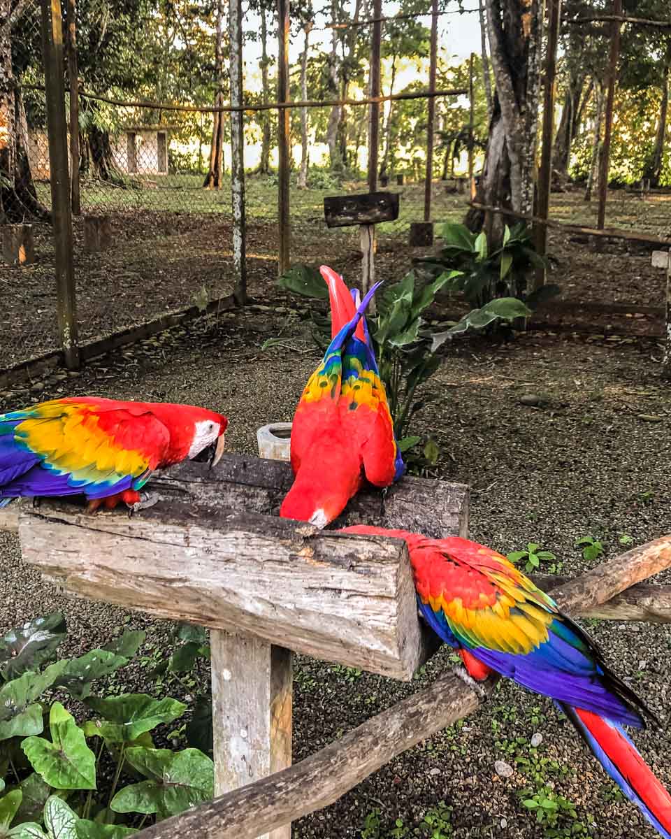 guacamayas birds in chiapas jungle