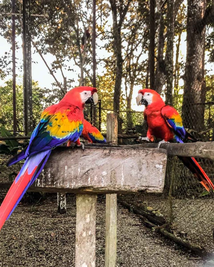 guacamayas lacandona chiapas