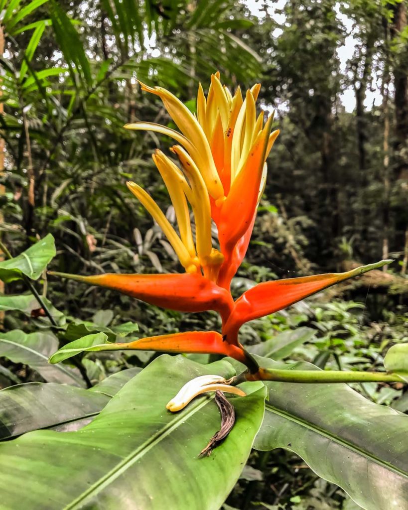 hiking in montes azules rainforest