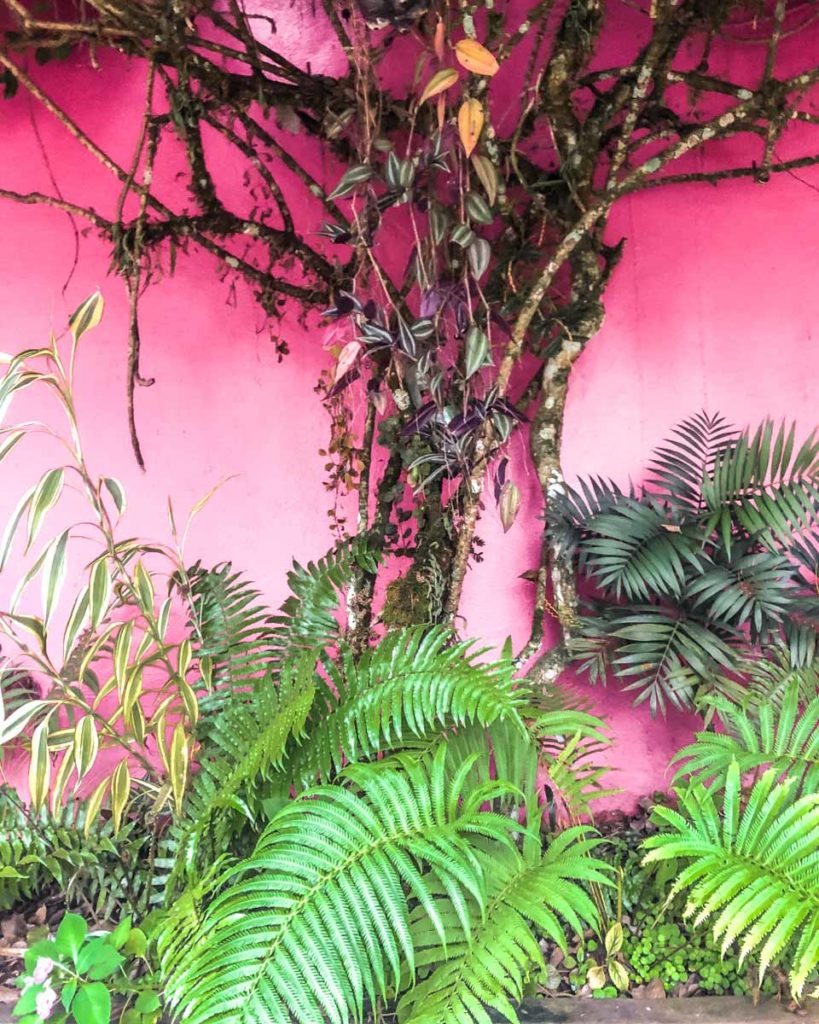 las guacamayas plants on pink