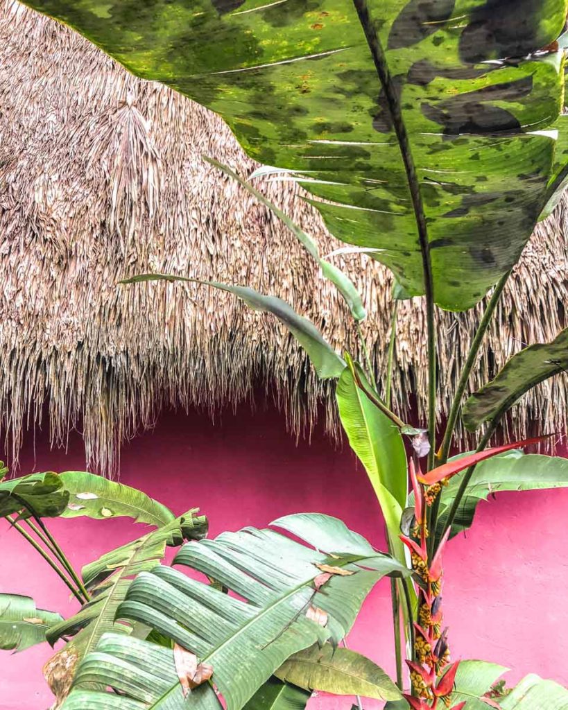 plants on pink chiapas jungle