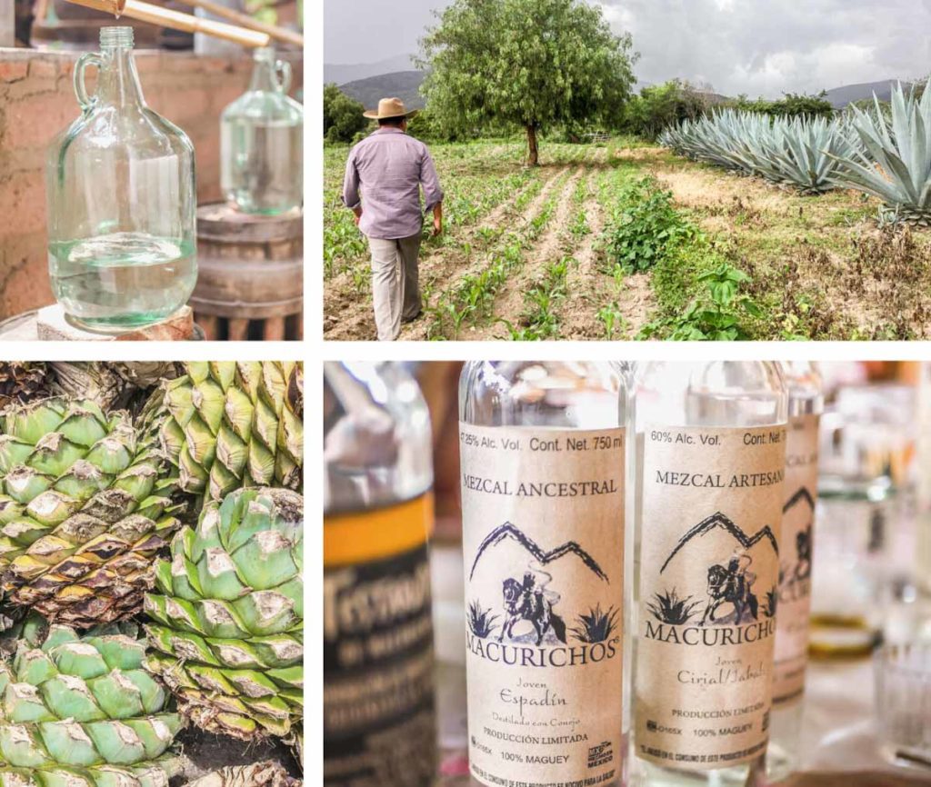 mezcal tour during oaxaca trip for 1 week