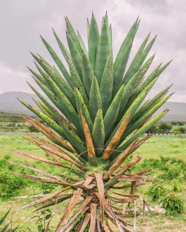 oaxaca-food-tour-and-retreat