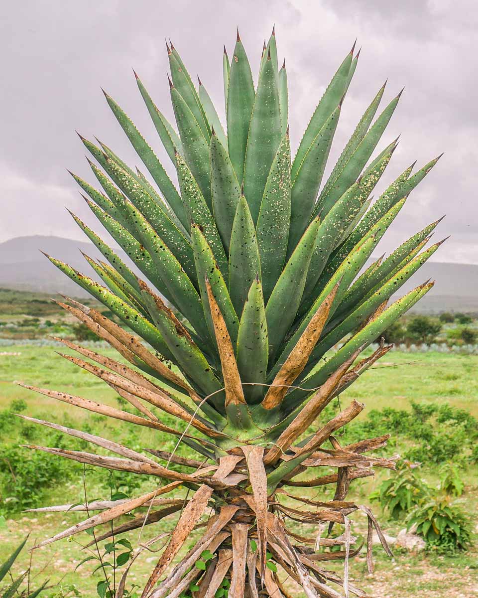 oaxaca-food-tour-and-retreat