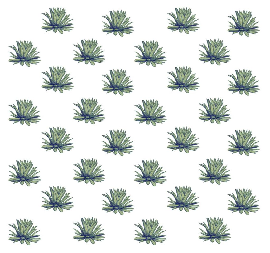 agaves patternLR