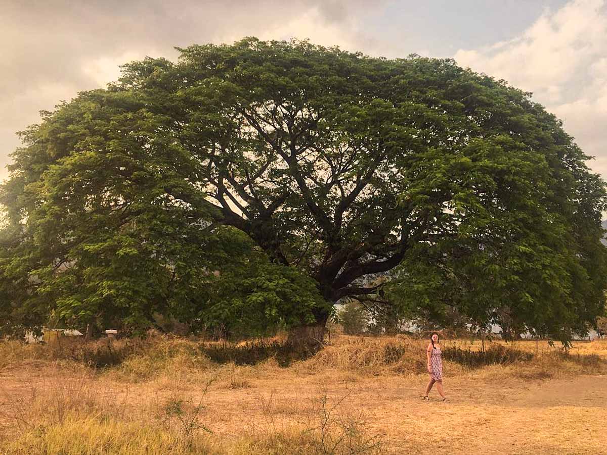 huanacaxtle tree in nayarit mexico