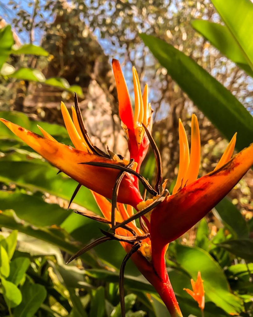 bird of paradise nature san agustinillo