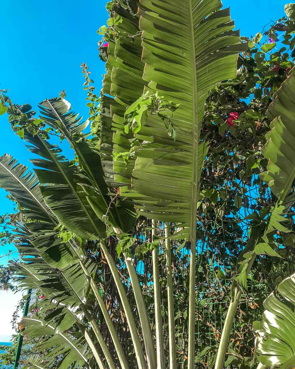 jungle foliage at best beach airbnb in oaxaca