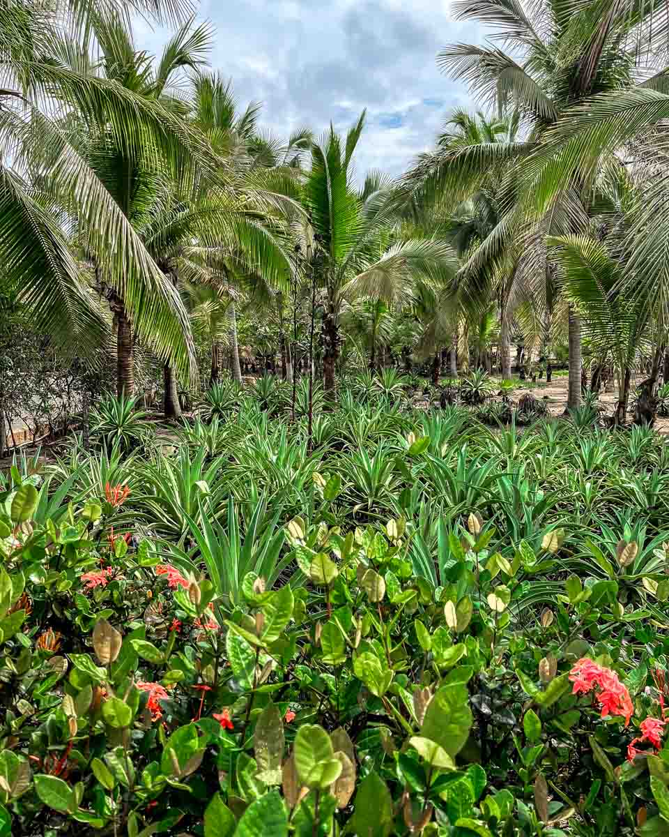 green leafy areas in zihuatanejo