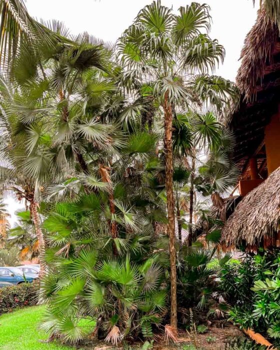 zihuatanejo mexico beach hotel palms