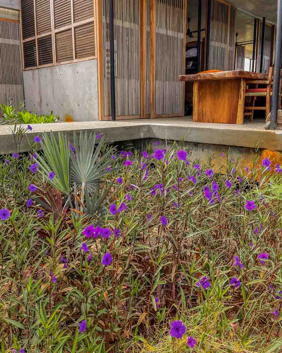 flowers at punta pajaros beach
