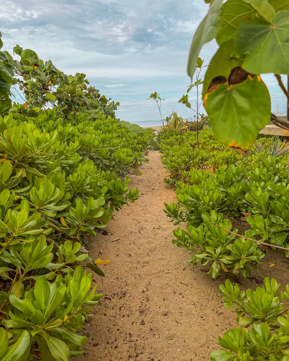 natural surroundings at punta pajaros beach
