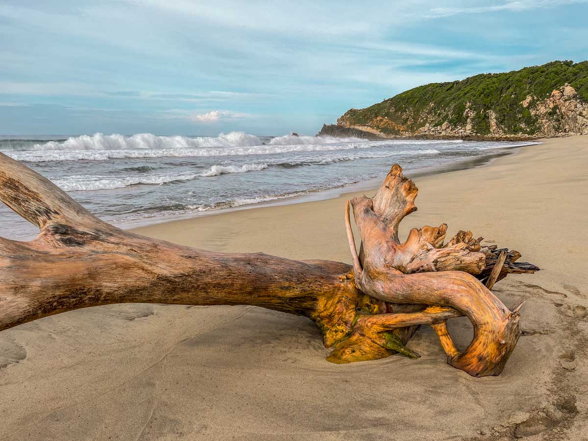 punta pajaros puerto escondido
